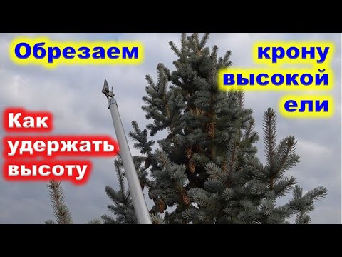 Видео: Корректируем ОБРЕЗКОЙ высокую ГОЛУБУЮ ЕЛЬ