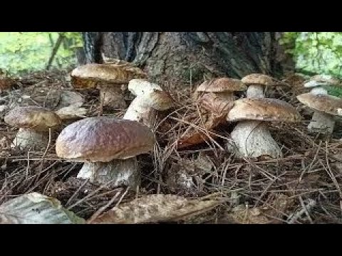 Видео: Багато Білих Грибів. Білі Гриби в Карпатах 2025! Пошук Грибів. Белые Грибы 2025. Гриби 2025