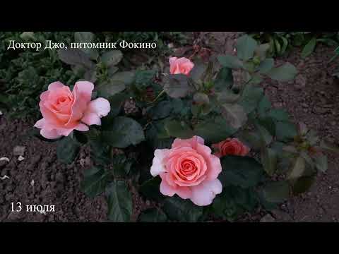 Видео: ✿➽ Новые розы - первогодки в саду 2023 часть 4