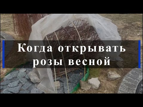 Видео: Когда открывать розы весной. Питомник растений Е. Иващенко