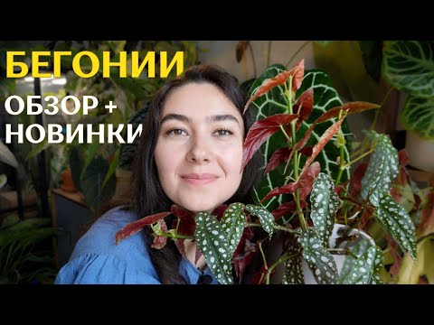 Видео: ВСЁ о моих БЕГОНИЯХ | обзор НОВИНОК ✨