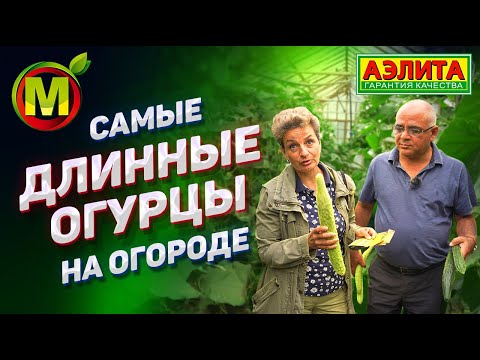 Видео: Огурцы Салатные Деликатесы –  Длинноплодные Сорта Огурцов