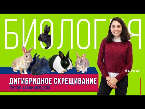 Видео: Дигибридное скрещивание. 3-ий закон Менделя | Биология ЕГЭ, ЦТ