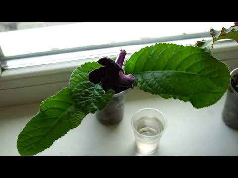 Видео: Миф о требовательности комнатных растений к повышенной влажности воздуха