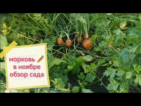 Видео: морковь осенью#сад#огород#дом #осень#обзор 