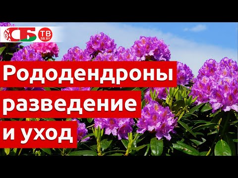 Видео: Рододендроны – уход и разведение