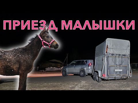 Видео: ВЛОГ: жеребёнок приехала в новый дом, первые часы.