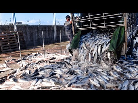 Видео: Сумасшедший рыбный водопад! Роскошная икра кефали и приготовление блюд из кефали - Тайваньская еда
