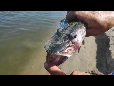 Видео: Вплавь  за Сазаном!!!   Рыбалка на Ахтубе