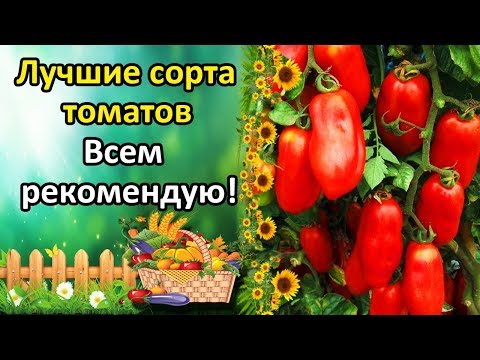 Видео: ЛУЧШИЕ СОРТА ТОМАТОВ ОТ КОТОРЫХ НЕ ОТКАЖУСЬ И ВСЕМ РЕКОМЕНДУЮ! ОБЗОР УРОЖАЙНЫХ СОРТОВ.