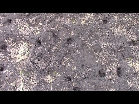 Видео: Нашествие Грызунов  Такое я еще не видела