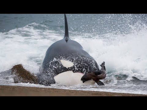 Видео: Бесшумные морские охотники - КОСАТКИ В ДЕЛЕ! Косатки против тюленей, дельфинов, акул и даже китов!