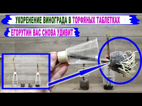 Видео: 🍇 в ТОРФЯНЫХ ТАБЛЕТКАХ Необычное УКОРЕНЕНИЕ ЧЕРЕНКОВ ВИНОГРАДА  от Егорутина. Лучше не придумать)))