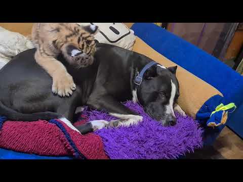 Видео: Тигрица Хонда издевается над Ройсом