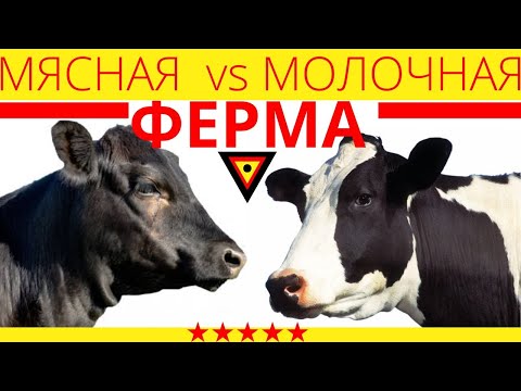 Видео: Мясная ферма или молочная, что выгоднее? | обзор директора