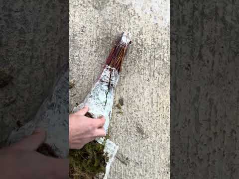 Видео: Саженцы малины , на что важно обратить внимание при покупке саженцев.