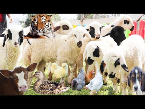 Видео: Игра в смешных животных, львов, животных и их звуки, павлинов, овец, коров, забавных коз, кур, уток
