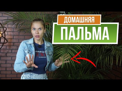 Видео: Почему пальма чернеет ✿ Уход за пальмой в домашних условиях ✿ Хризалидокарпус дома