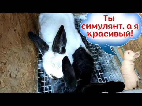 Видео: Осень время замутить