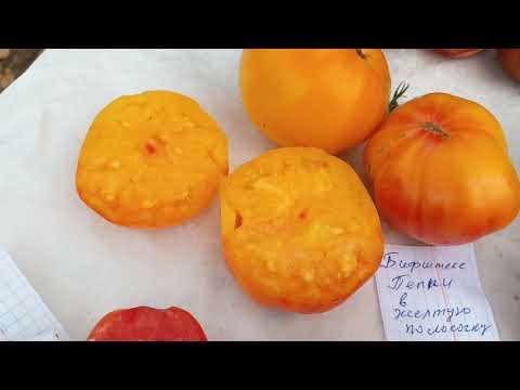 Видео: Лучшие коллекционные сорта ,и зарубежной селекции, и от Алифирова,и от С. Сааковой 