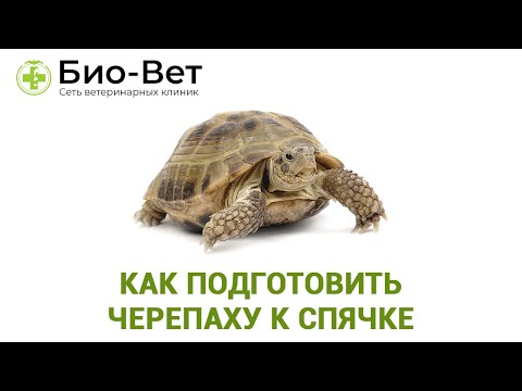 Видео: Как подготовить черепаху к спячке. Ветеринарная клиника Био-Вет.