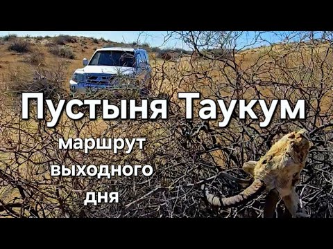 Видео: Пустыня Таукум. Как интересно провести выходной вблизи Алматы