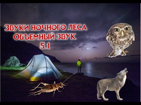 Видео: Звуки ночного леса. Потрескивание костра | пение сверчков | вой волка | сова