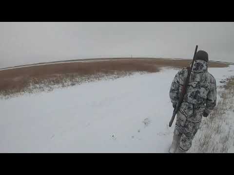 Видео: охота на зайца  04 12 2019