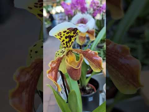 Видео: Чудо, красота и удивление #youtubevideo #жизньвгермании #цветы #цветочныймагазин #орхидеи #кактус 