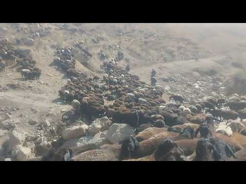 Видео: 3.10.2024.Ру паруй  Раёни  Мискинобод.