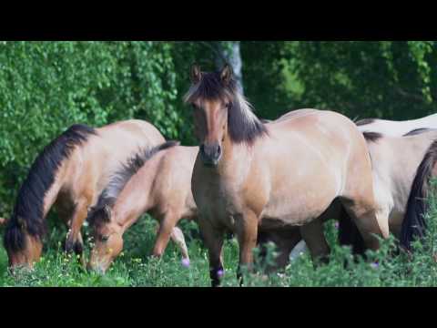 Видео: Полнометражный фильм о Природном парке "Олений"