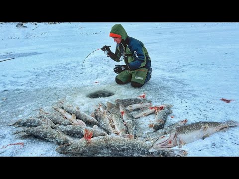 Видео: ЭТА ПРИМАНКА КОСИТ ЩУК!! НАЩЕЛ ЩУЧЬЕ ЛОГОВО! Первый лед 2024-25. Зимняя рыбалка.