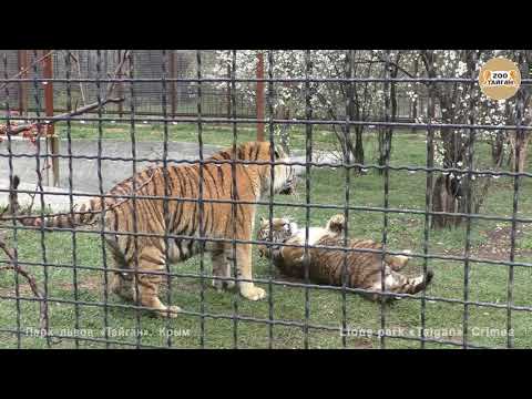 Видео: Подростковый бунт у тигров! Тайган. Riot amongst teenage tigers! Taigan