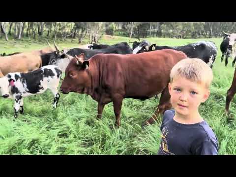 Видео: Проверка на наличие моба, ноябрь 2025 г.