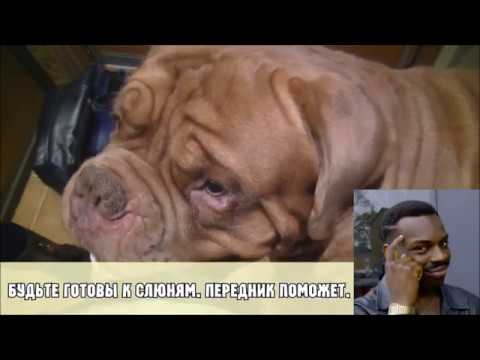 Видео: ВСЕ ПОРОДЫ ХОРОШИ?! ВЫПУСК 3. БОРДОСКИЙ ДОГ