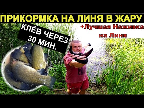 Видео: 30 МИНУТ И ЛИНЬ НА ТОЧКЕ. Ловля линя. Рыбалка на линя лучшая прикормка и наживка.