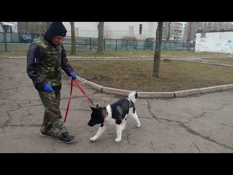 Видео: Дрессировка щенка американской Акиты