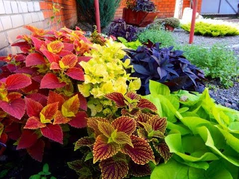 Видео: МОИ КОЛЕУСЫ ДЛЯ ВАС.. ВТОРАЯ ЧАСТЬ ..