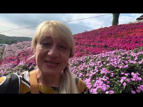 Видео: Таиланд, провинция Пхетчабун . Цветочные горы,