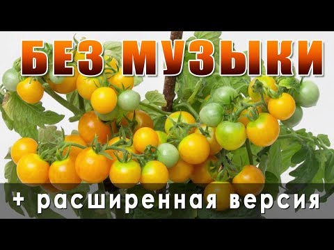 Видео: Балконные помидоры