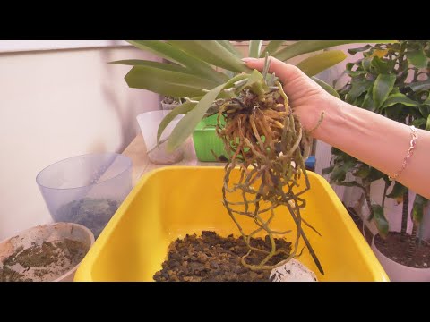 Видео: Спаренные орхидеи пересадить. Групповая посадка.