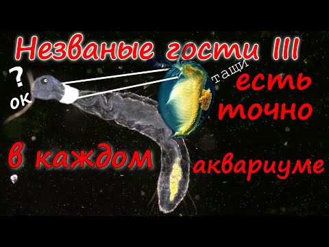 Видео: 🌏 Незваные гости III  👉 червь с круглой головой и белые точки