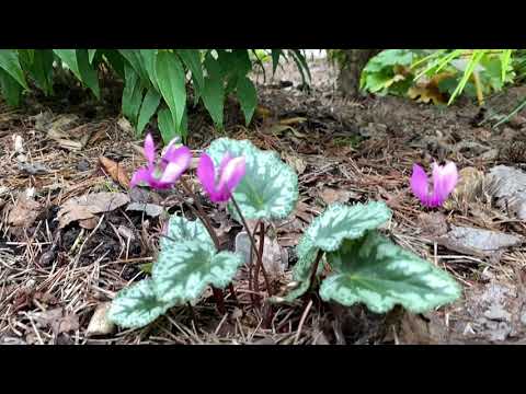 Видео: Цикламены для Подмосковья