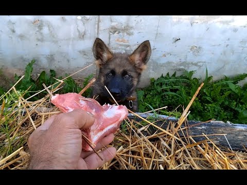 Видео: Сезон 2025. Аякс. Часть 4. Добываем "хлеб насущный"..)