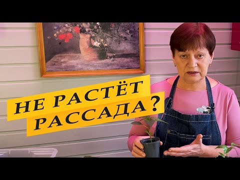 Видео: Почему не растет рассада. Почему рассада остановилась в росте.