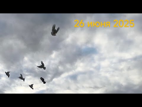 Видео: 26 июня. Молодые 🕊🕊🕊 голуби продолжают летать в побежку. 