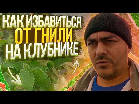 Видео: Обработка от гнили. Внесение витамин по листу. Клубника в балаганах.