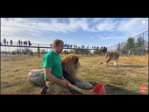 Видео: Лев Чук заступился за Человека Льва ! Львица Стерва мешает УБИРАТЬ САВАННУ !