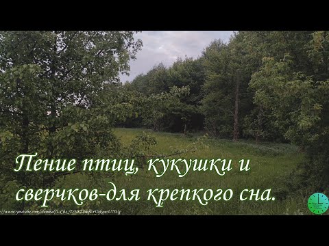 Видео: Звуки леса/Пение птиц, кукушки и сверчков для сна /Звуки природы/Birdsong/Sounds of nature