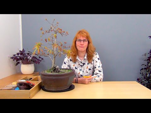 Видео: Бонсай из дубов (ч.18).